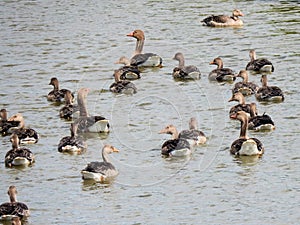 Swimming greylag geese Ã¢â¬â crÃÂ¨che with boy and adult birds photo